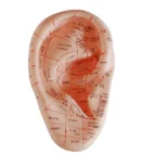 Massage Ear Model 17CM