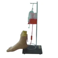 Vein Injection Model