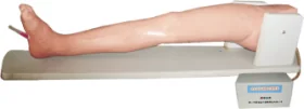 Bone Marrow, Femoral Artery and Femoral Vein Puncture Model