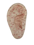 Massage Ear Model 12CM