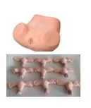 Advanced Obstetrics and Gynecology Model