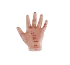 Hand Acupuncture Model 13CM