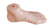 Foot Acupuncture Model 13CM