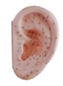 Ear Acupuncture Model 40CM