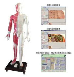 Multimedia Acupuncture Acupoint Model