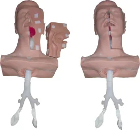 Suction Nursing Model