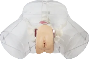 Female Catheterization Model