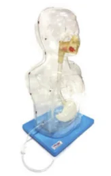 Pediatric Multifunctional Nose Gastric Lavage Model