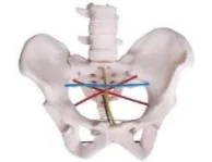 Pelvis Demonstration Model