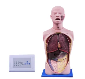 Multifunctional Gastric Lavage Training Model