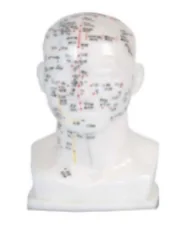 Head Acupuncture Model 20CM