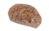 Ear Acupuncture Model 1:1