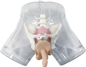 Male Catheterization Model