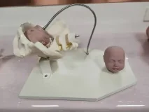 Pelvis Model