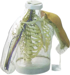 Advanced Intramuscular Injection Module