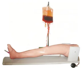 Bone Puncture and Femoral Vein Model