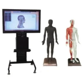 19"/42"/55"/65" Multimedia Acupuncture Acupoint