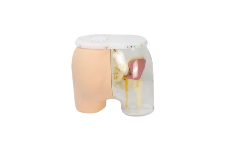 Advanced Hip Intramuscular Injection Model