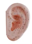Ear Acupuncture Model 22CM