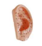 Ear Acupuncture Model 13CM
