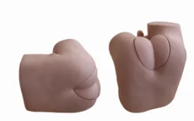 Prostate Model