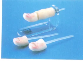 Clinical Surgery Skills Training Model - Item 17053
