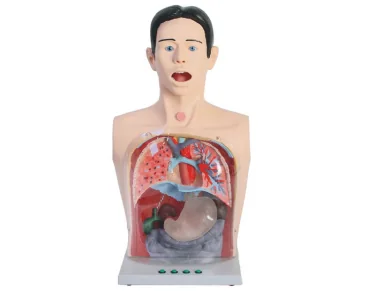 Gastric Lavage Model