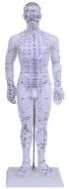 Acupuncture Model 50CM