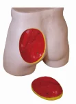 Advanced Hip Intramuscular Injection Model