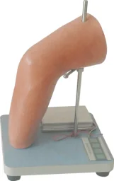 Elbow Joint Cavity Injection Model